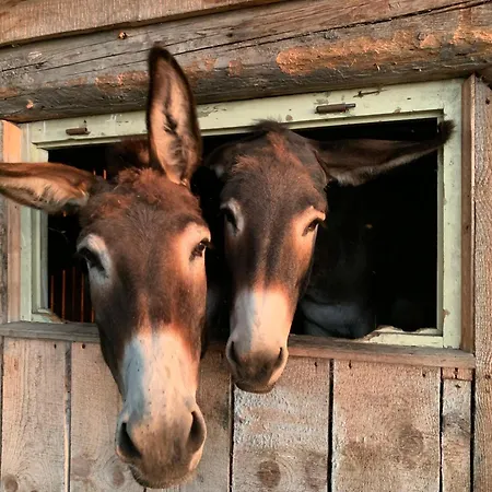 Apartamento Gretl Pohorsko